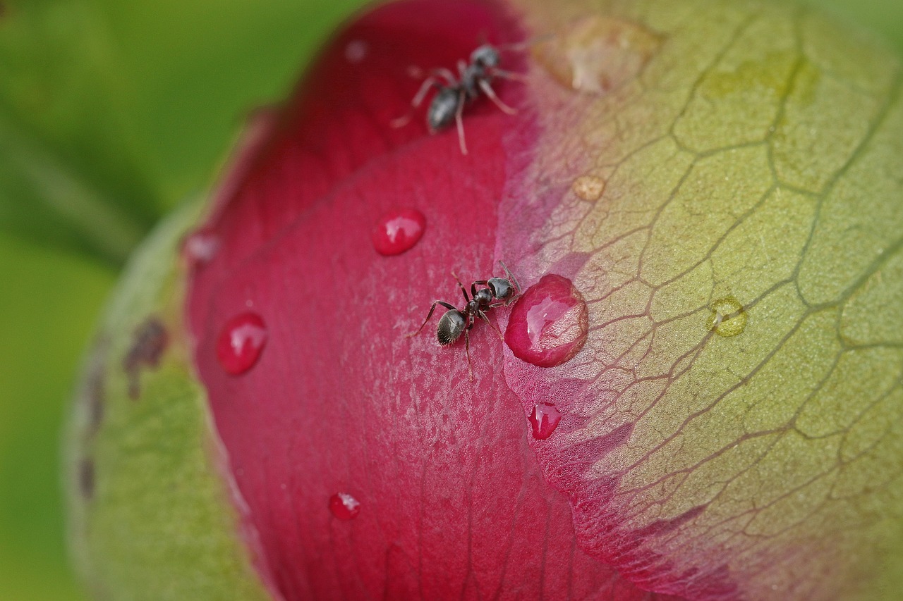 Image - spring ant peony a drop of pink