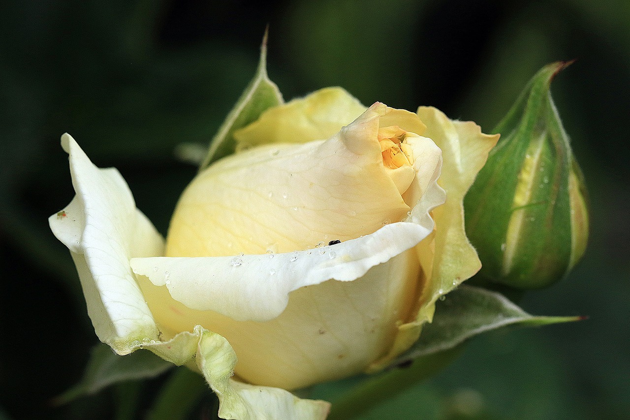 Image - rose yellow rose rosebud rose tea