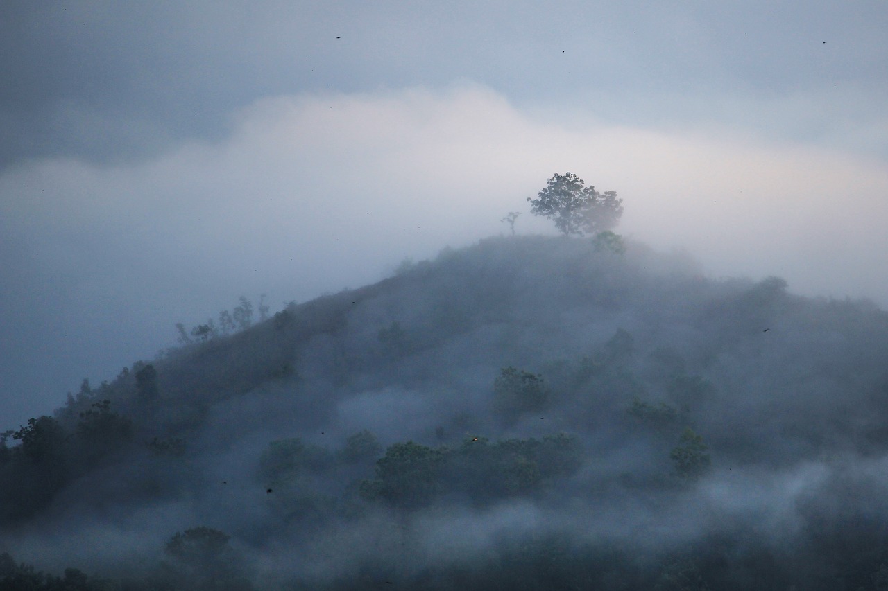 Image - foggy trees forest dawn fog mist