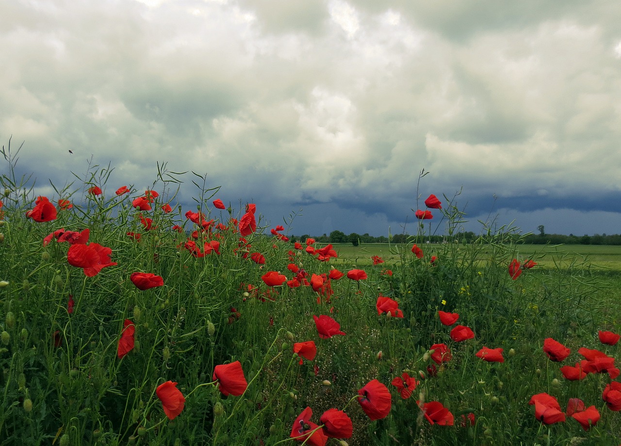 Image - nature flowers poppy before the rain