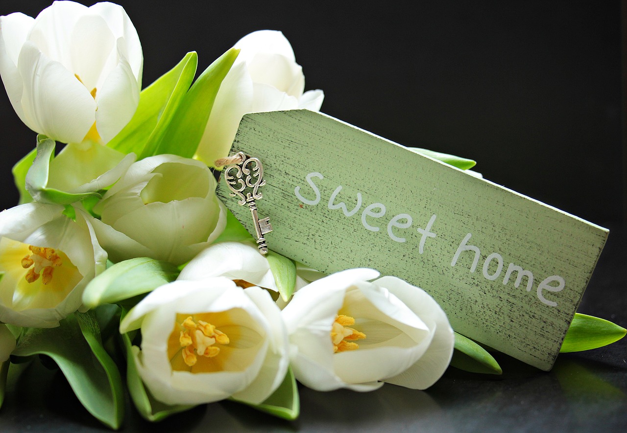 Image - tulips tulipa shield sweet home