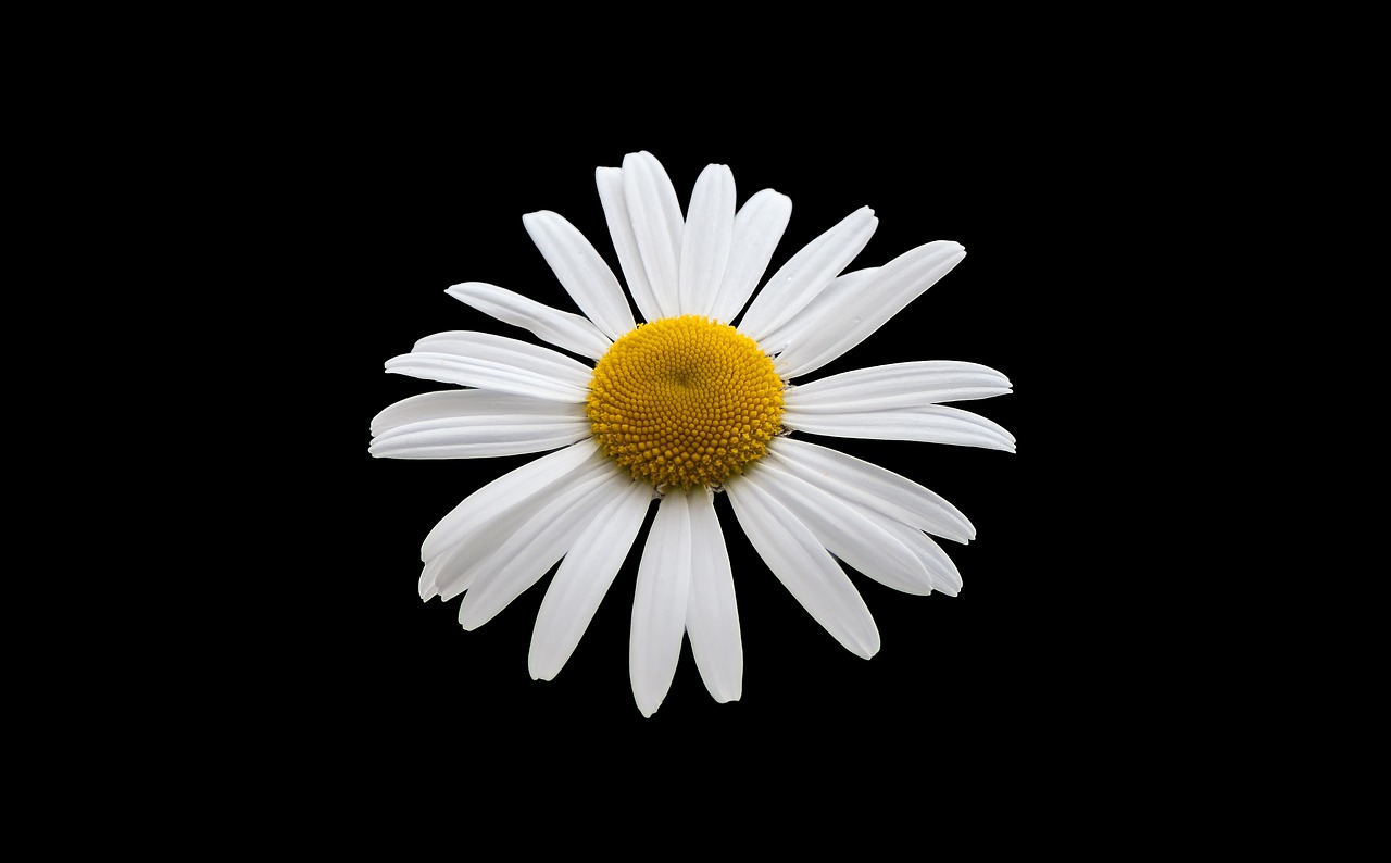 Image - margriet white flower white flower