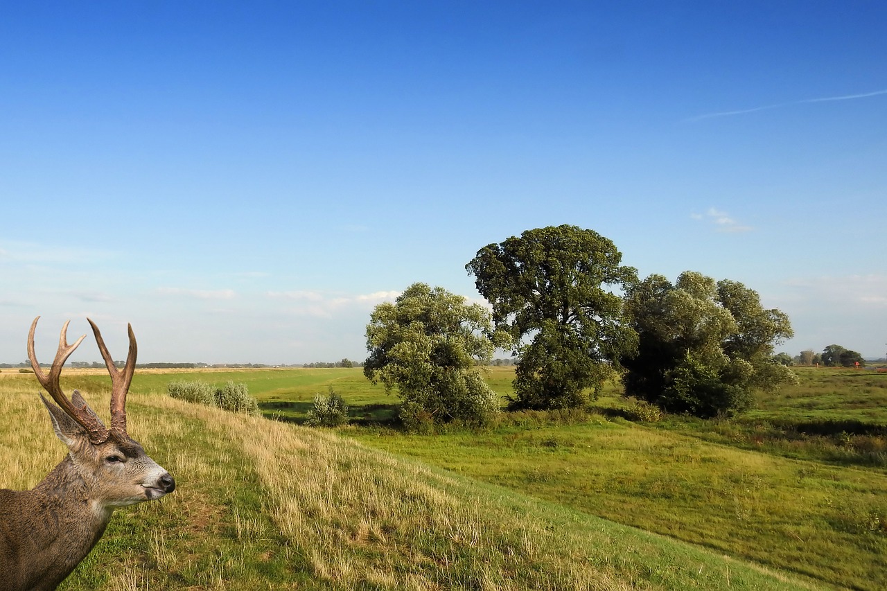 Image - landscape trees hirsch meadow