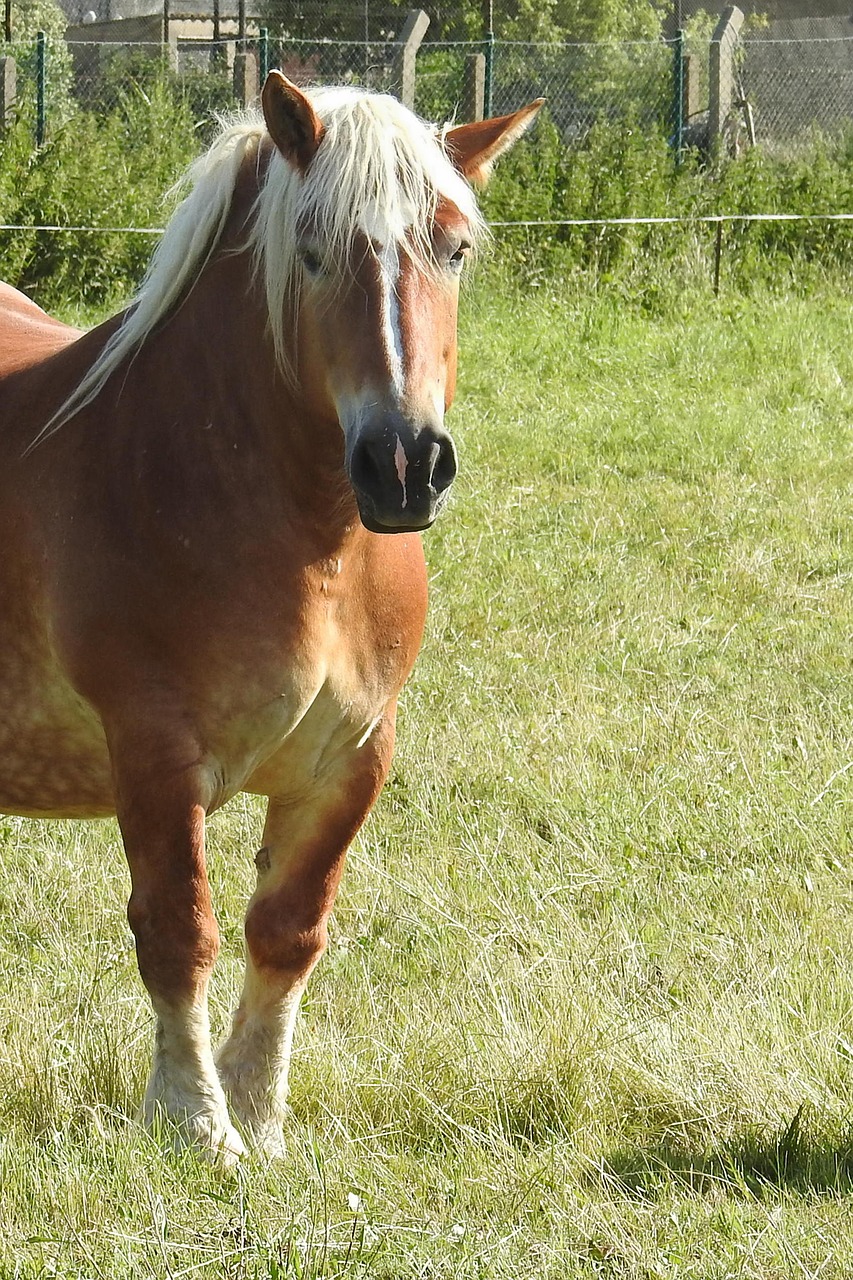 Image - horse kaltblut mare mane