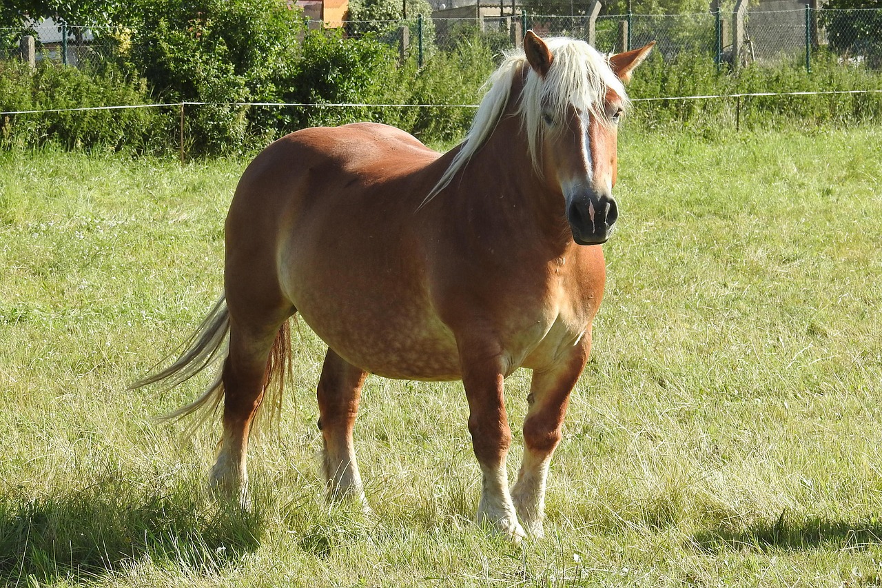 Image - horse mare kaltblut mane blond