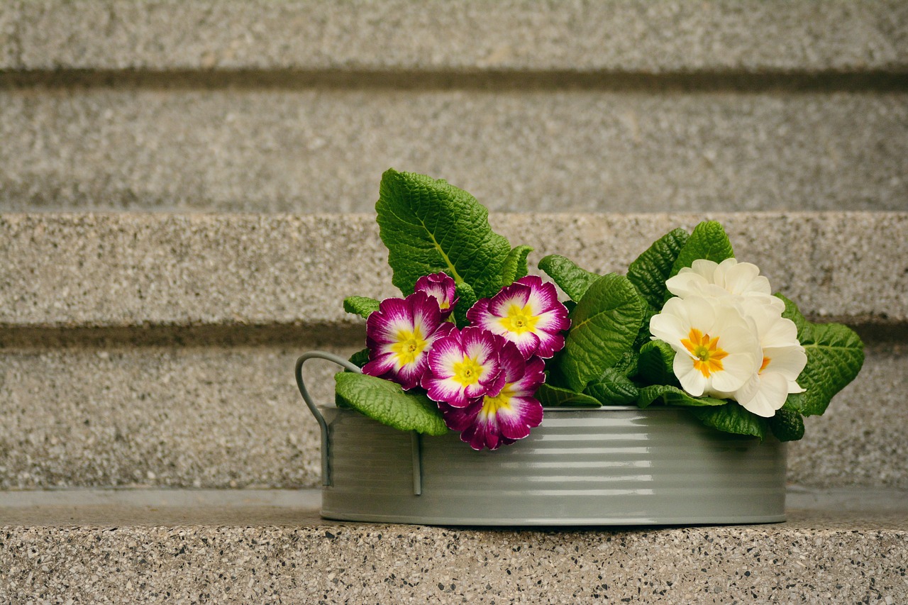 Image - primroses spring flowers decoration