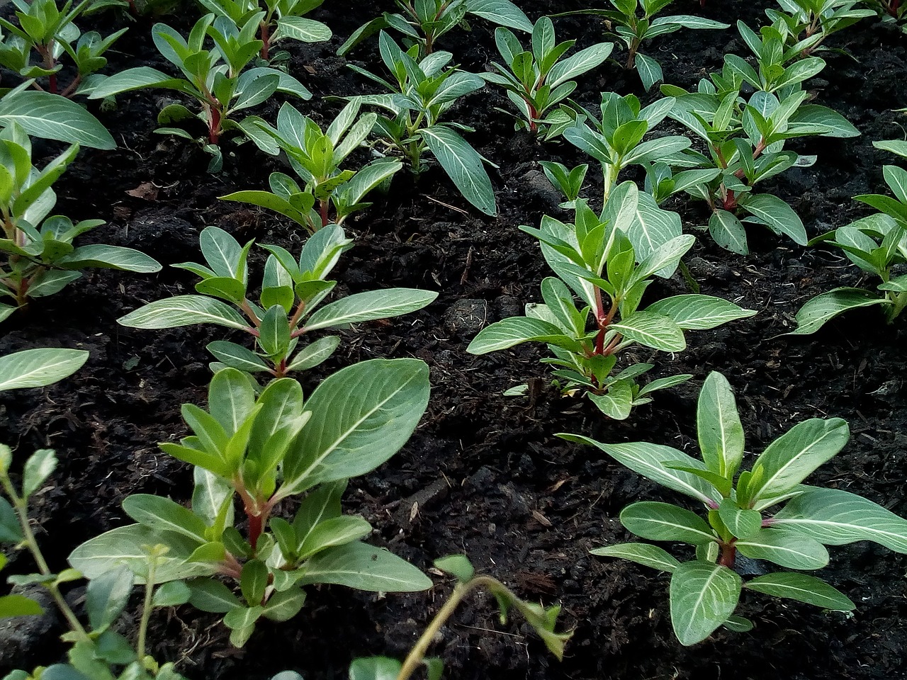 Image - tree sapling cultivating soil