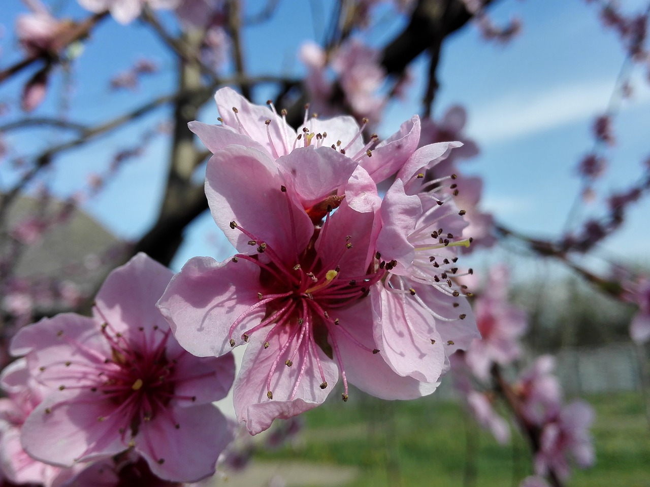 Image - flowers spring nature garden macro