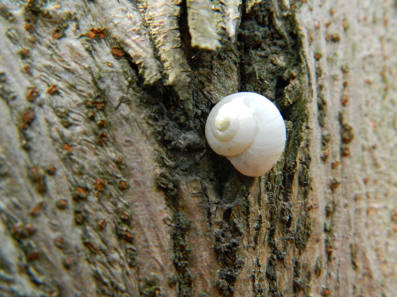 Image - snails still life white trees