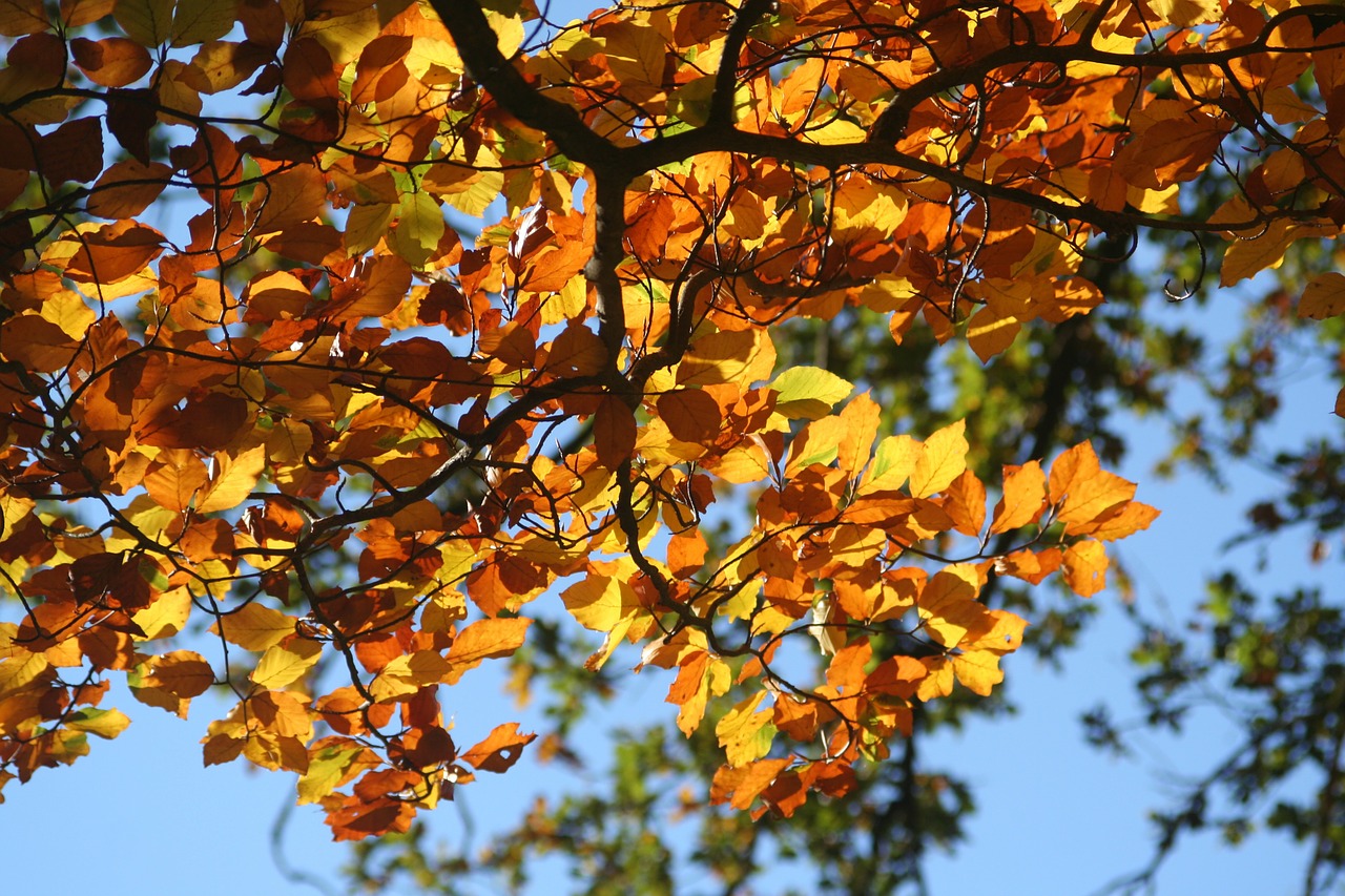 Image - fall foliage colorful leaves beech