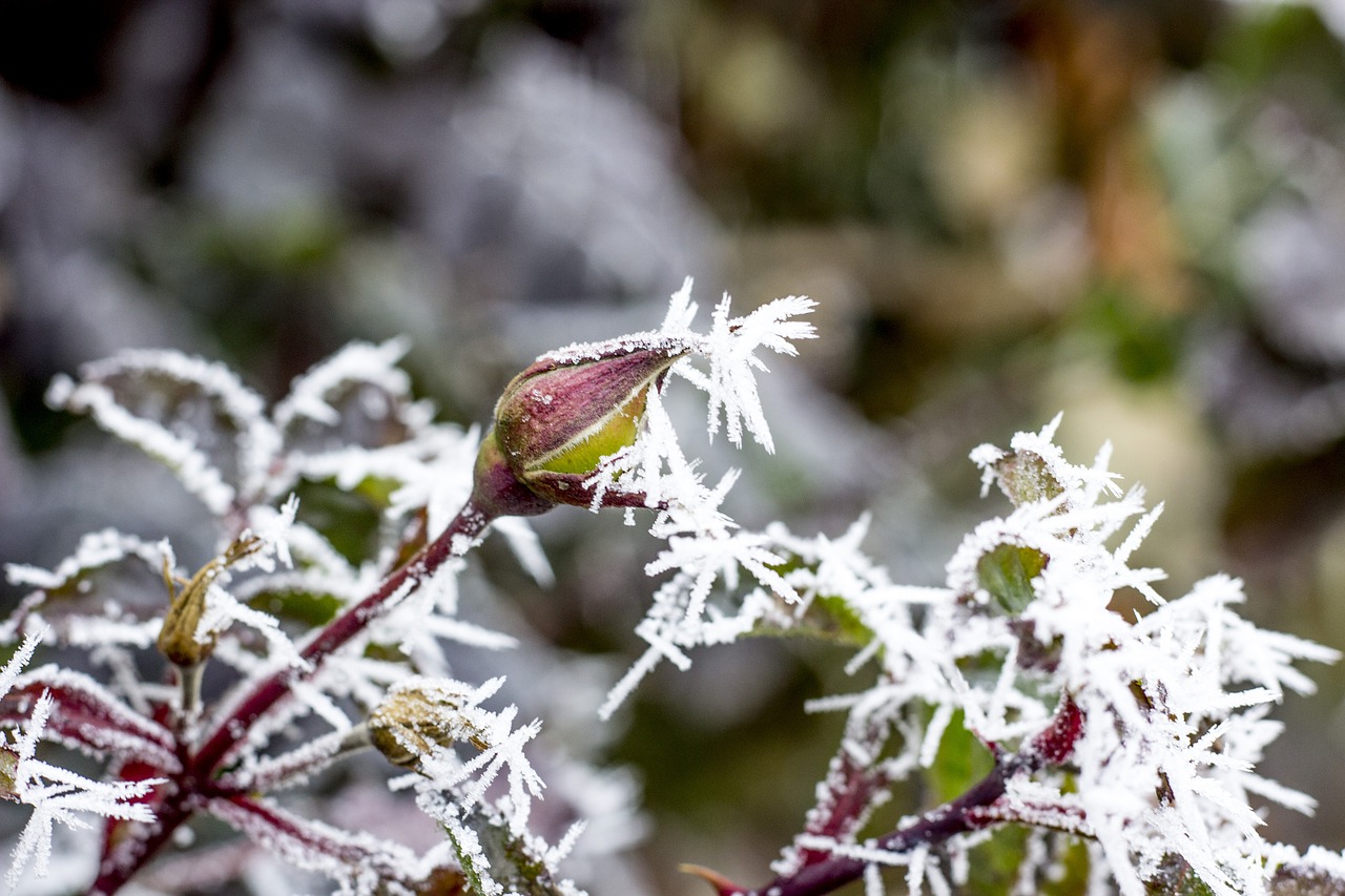 Image - winter icing ice rime slovakia