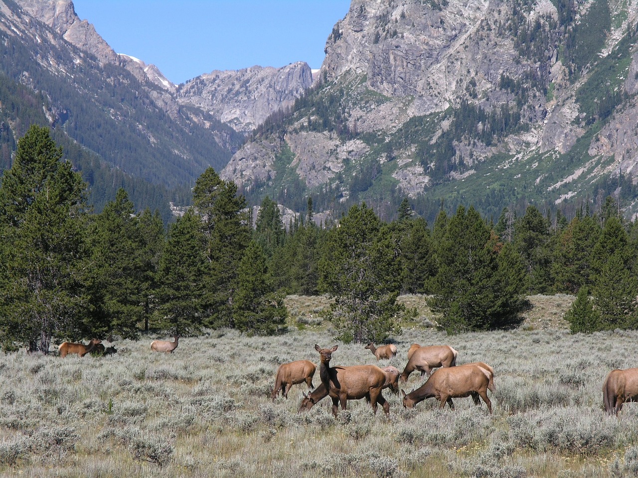 Image - elk grazing mountains landscape