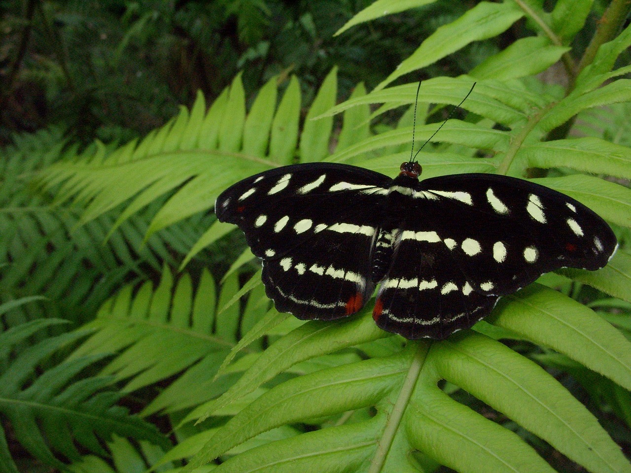 Image - butterfly orange banded shoemaker