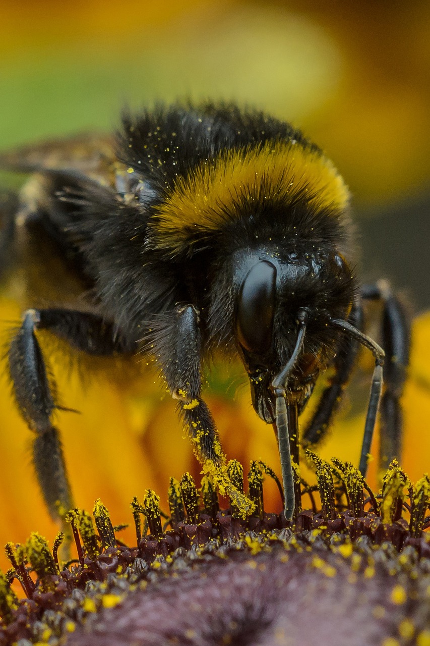 Image - sun flower hummel insect summer