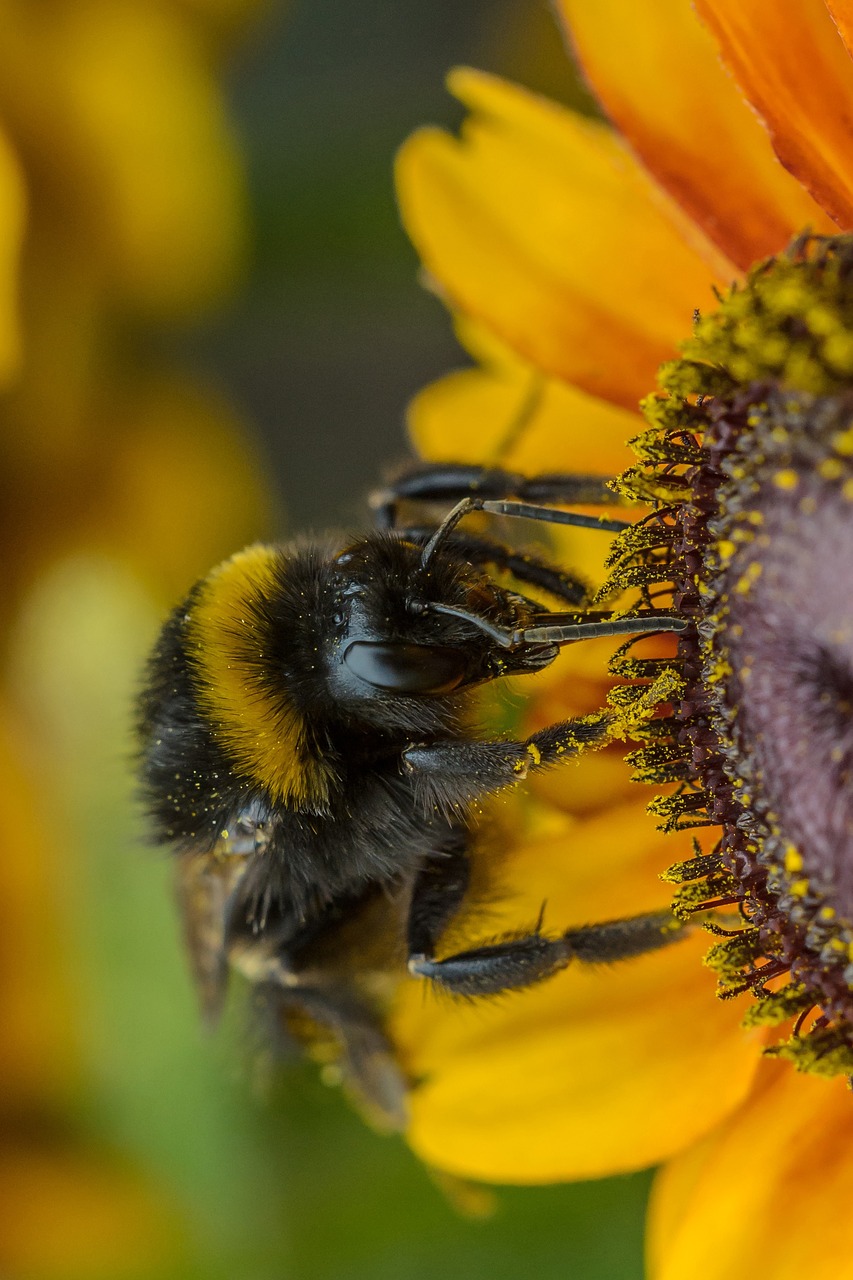 Image - sun flower hummel insect summer