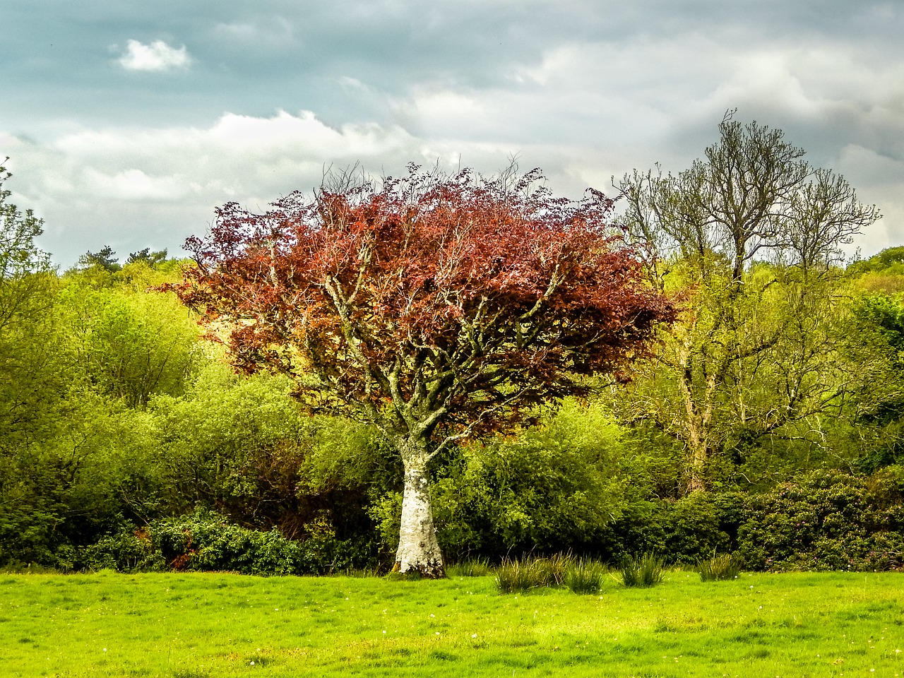 Image - tree green landscape nature field