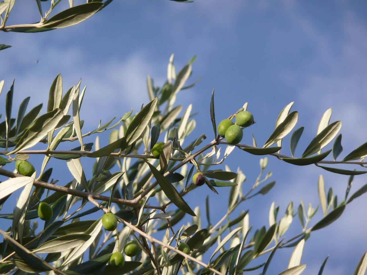 Image - olive tree oil tuscany brands