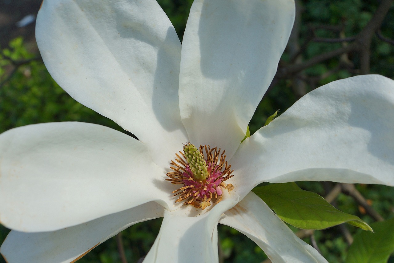Image - flora magnolia flower spring blooms