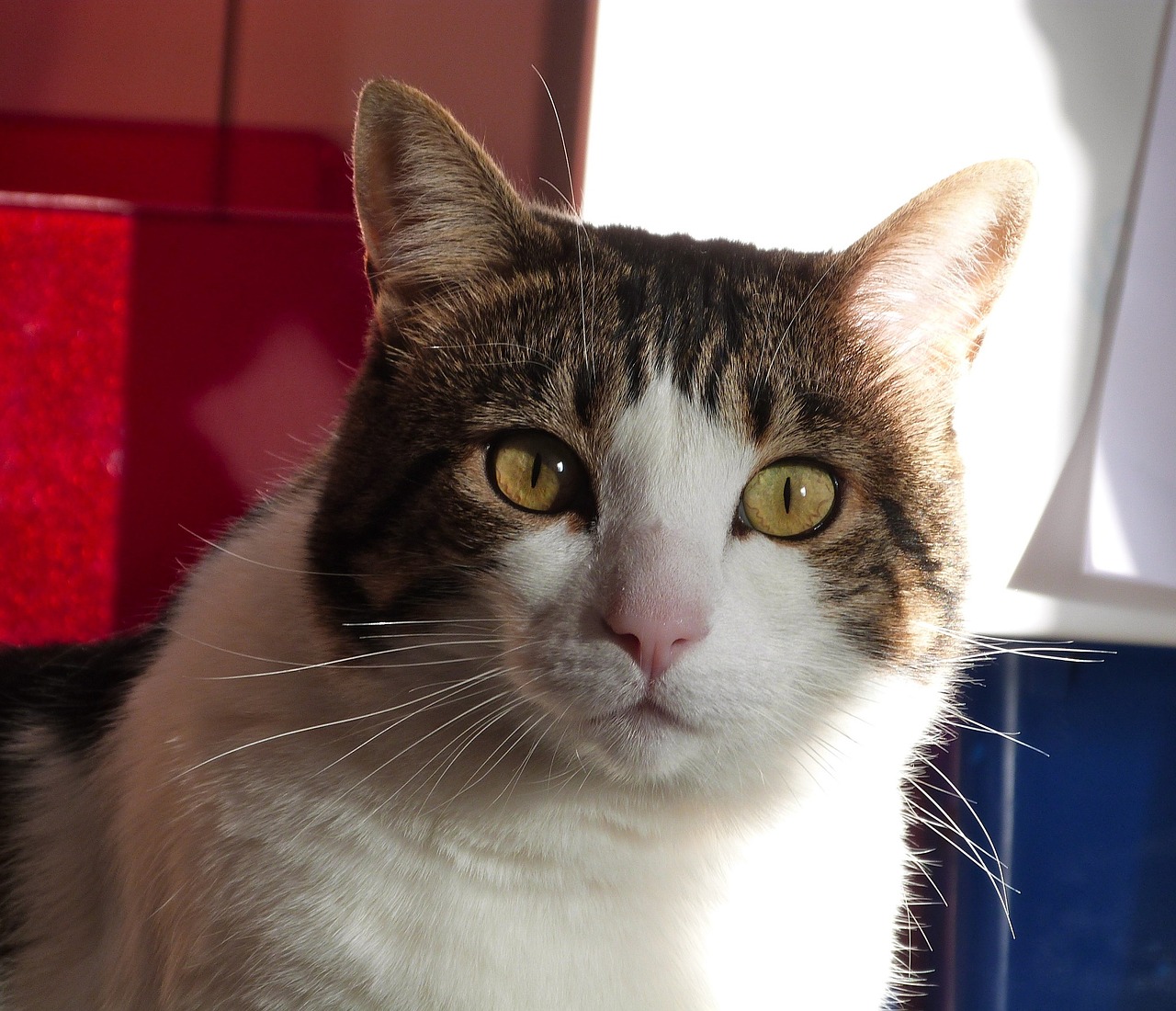 Image - cat portrait domestic cute pet