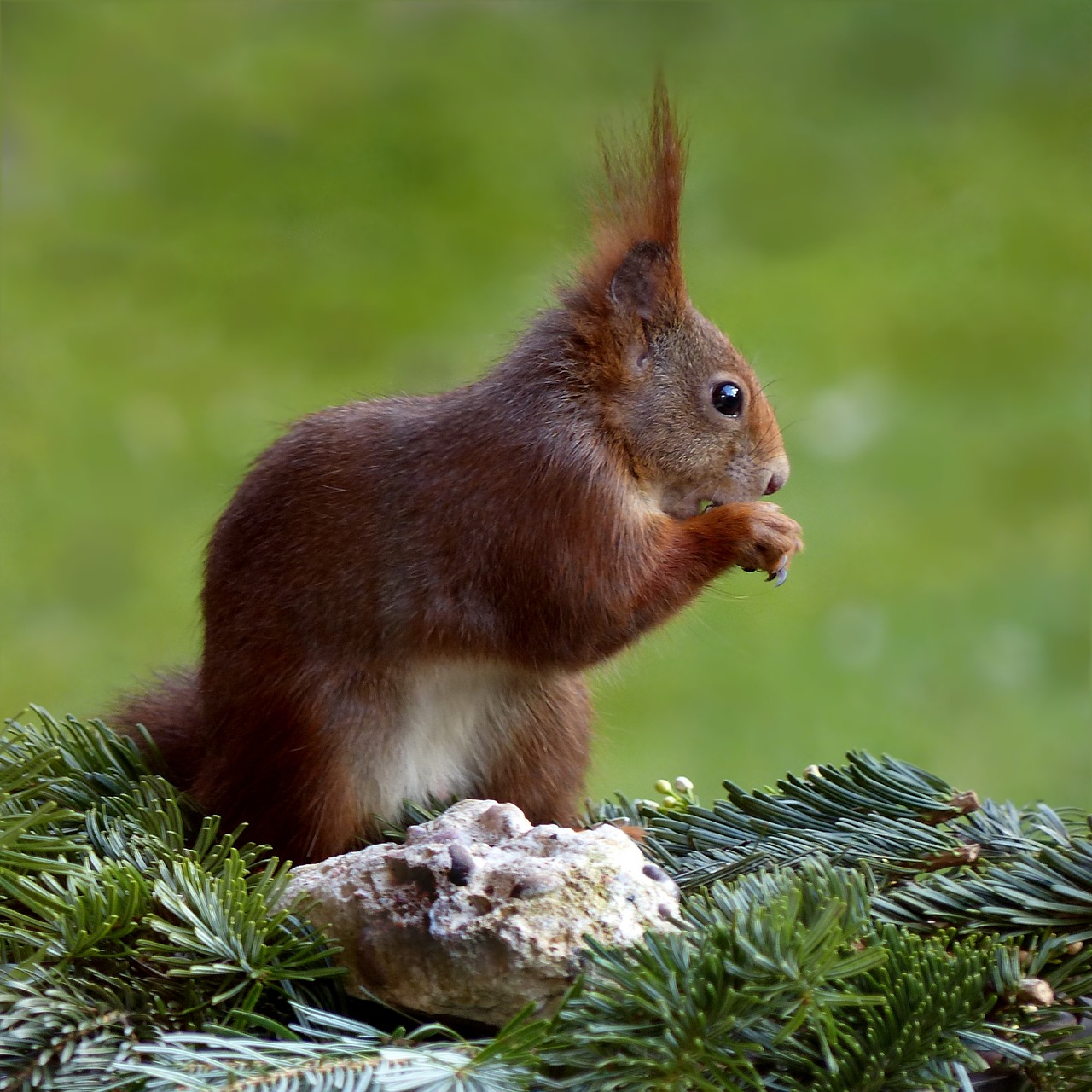 Image - animal squirrel