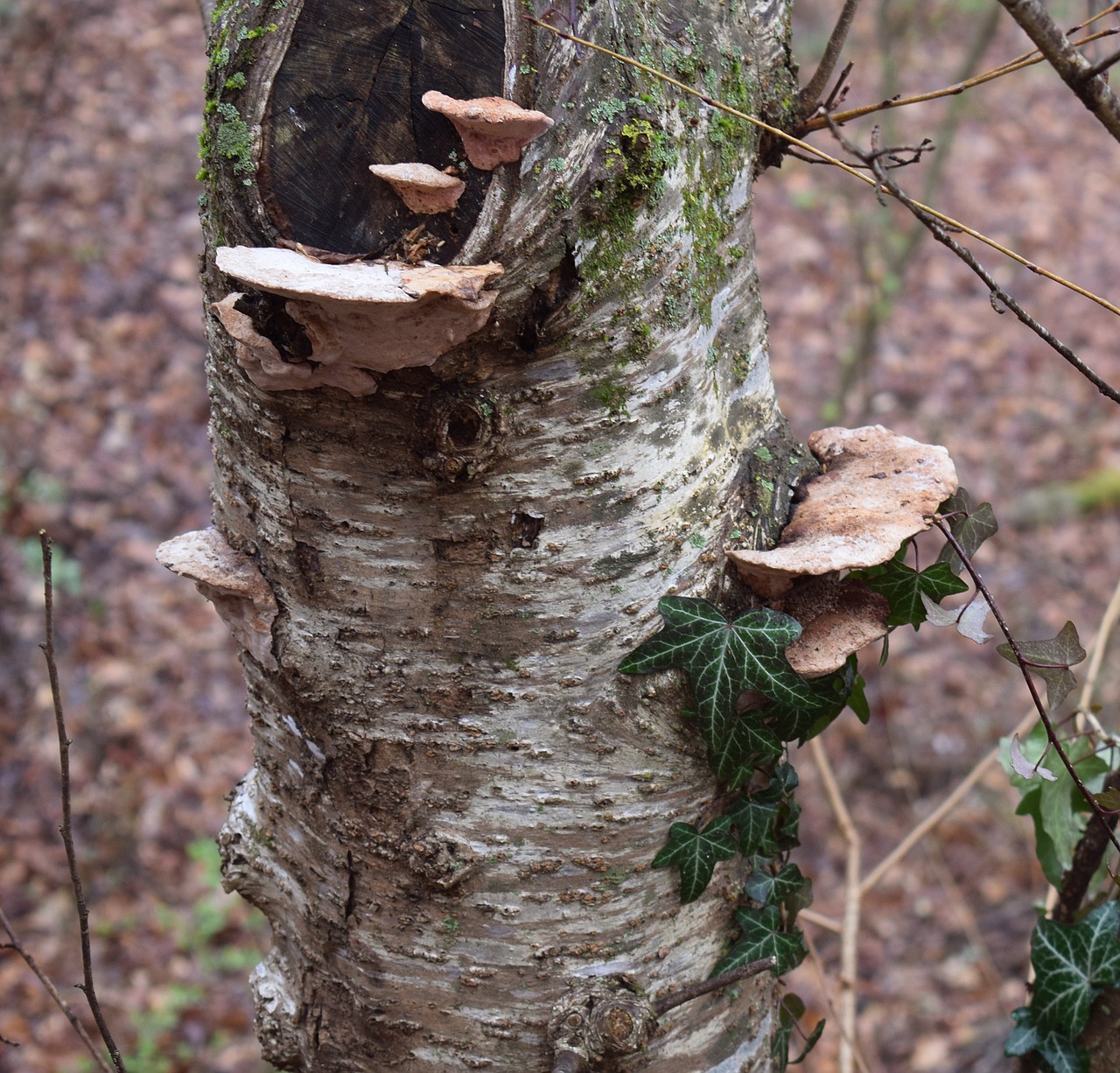 Image - shelf fungus on tree fungus fungi