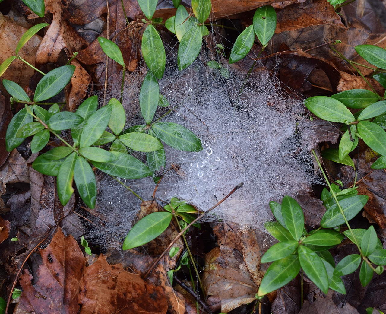 Image - spiderwebs with raindrops