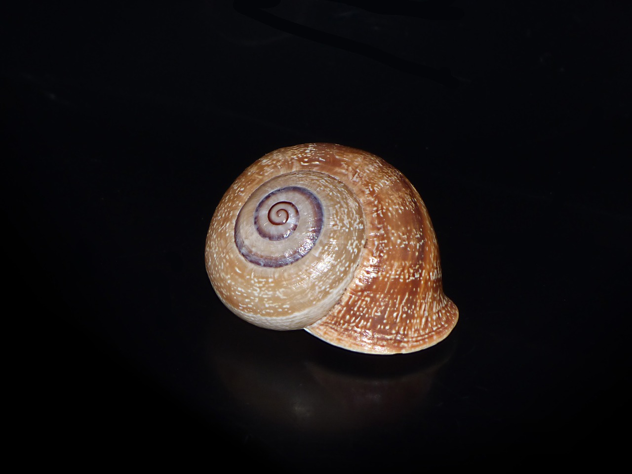 Image - snail shell spiral molluscum