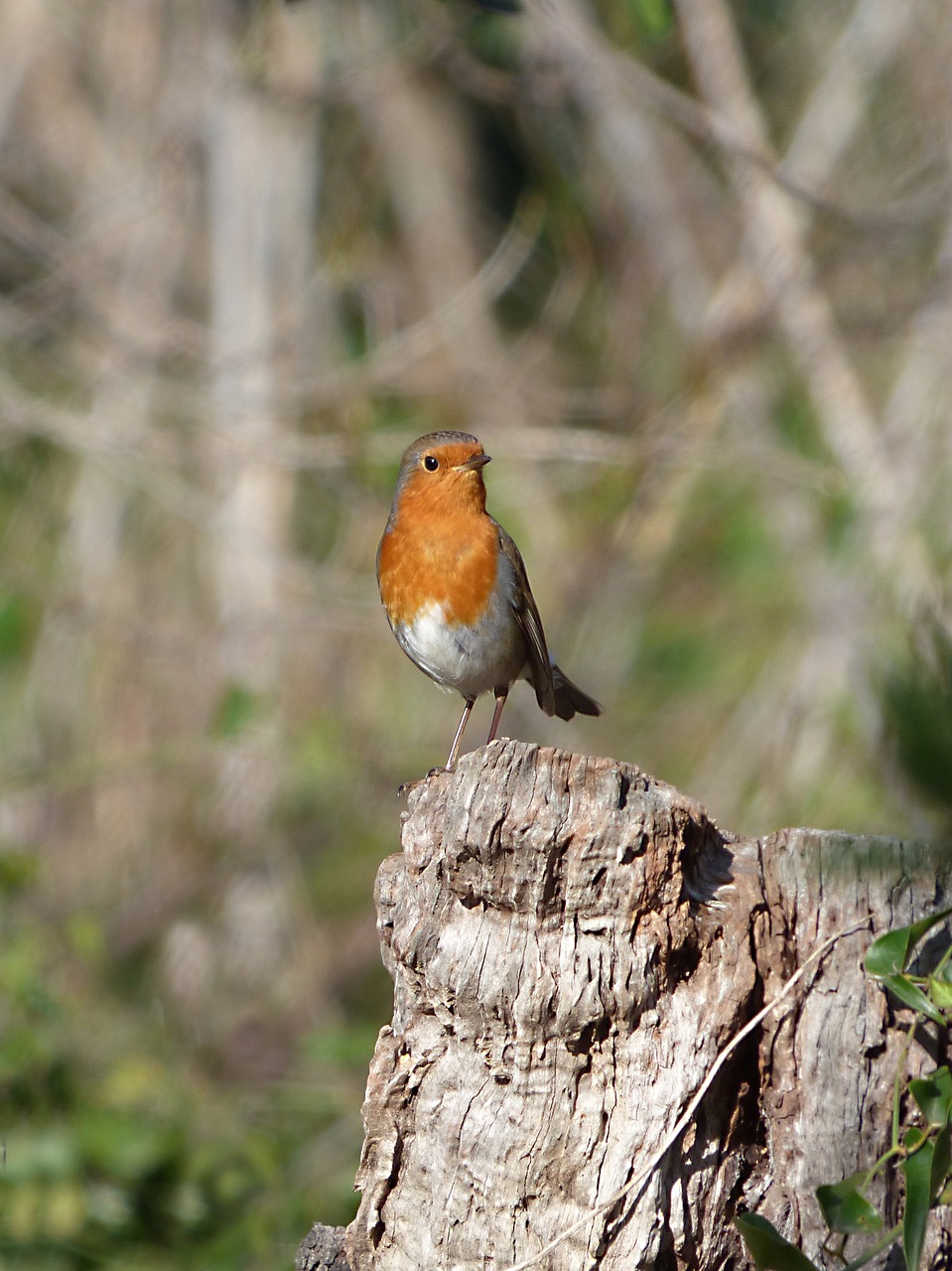 Image - robin trunk pit roig bird
