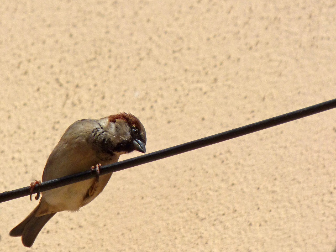 Image - cable sparrow lookout bird