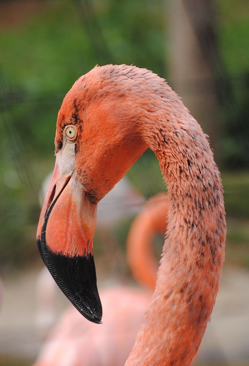 Image - flamingo bird zoo pink feather