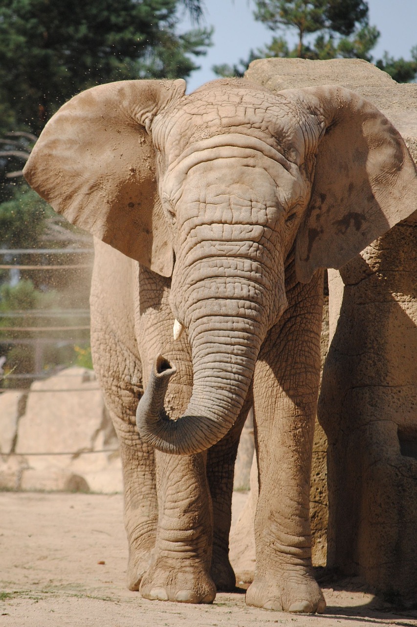 Image - elephant zoo dust animal