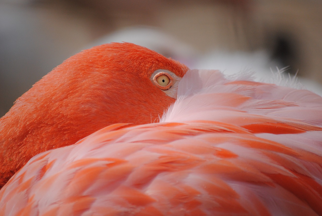 Image - flamingo bird birds pink feather