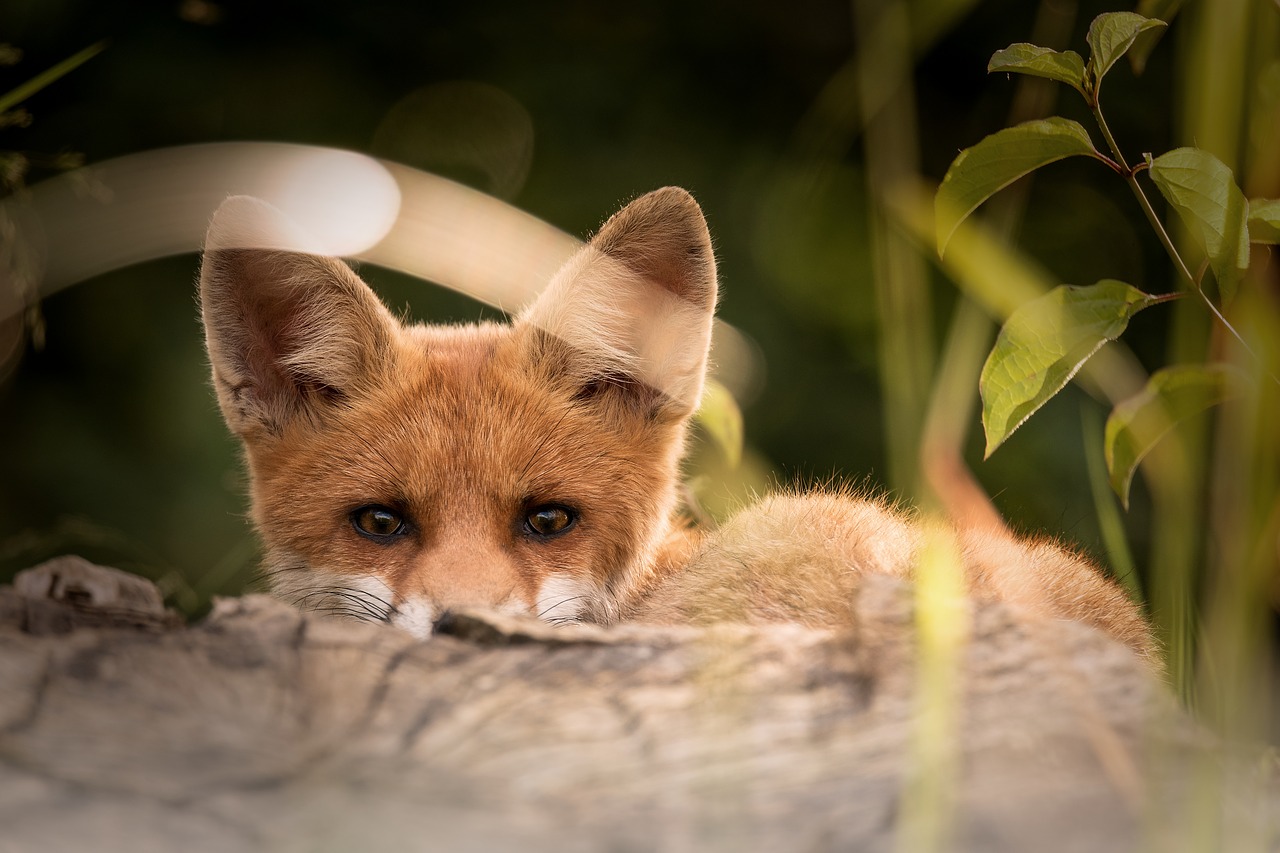 Image - little fox animals nature