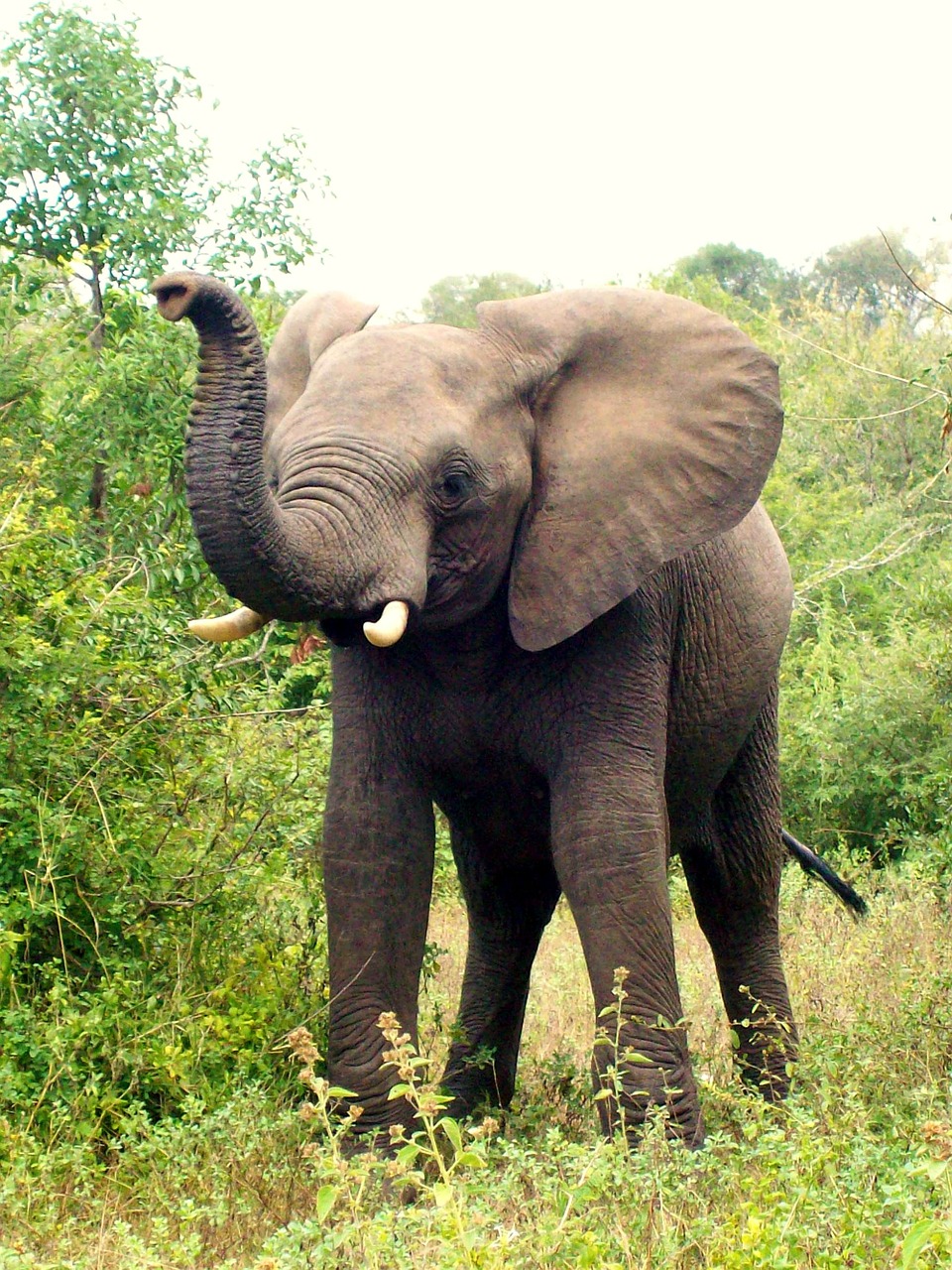 Image - africa south africa elephant