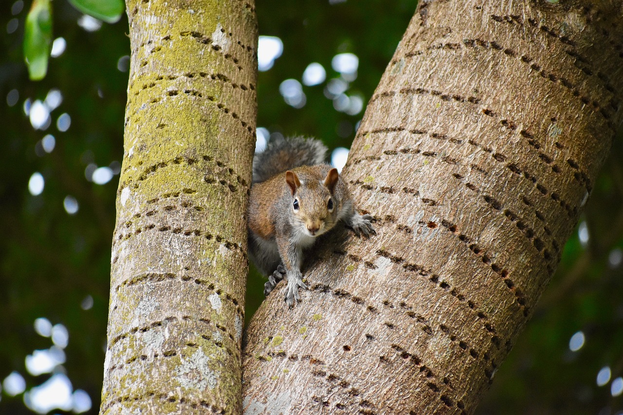 Image - animals squirrel nature wild cute