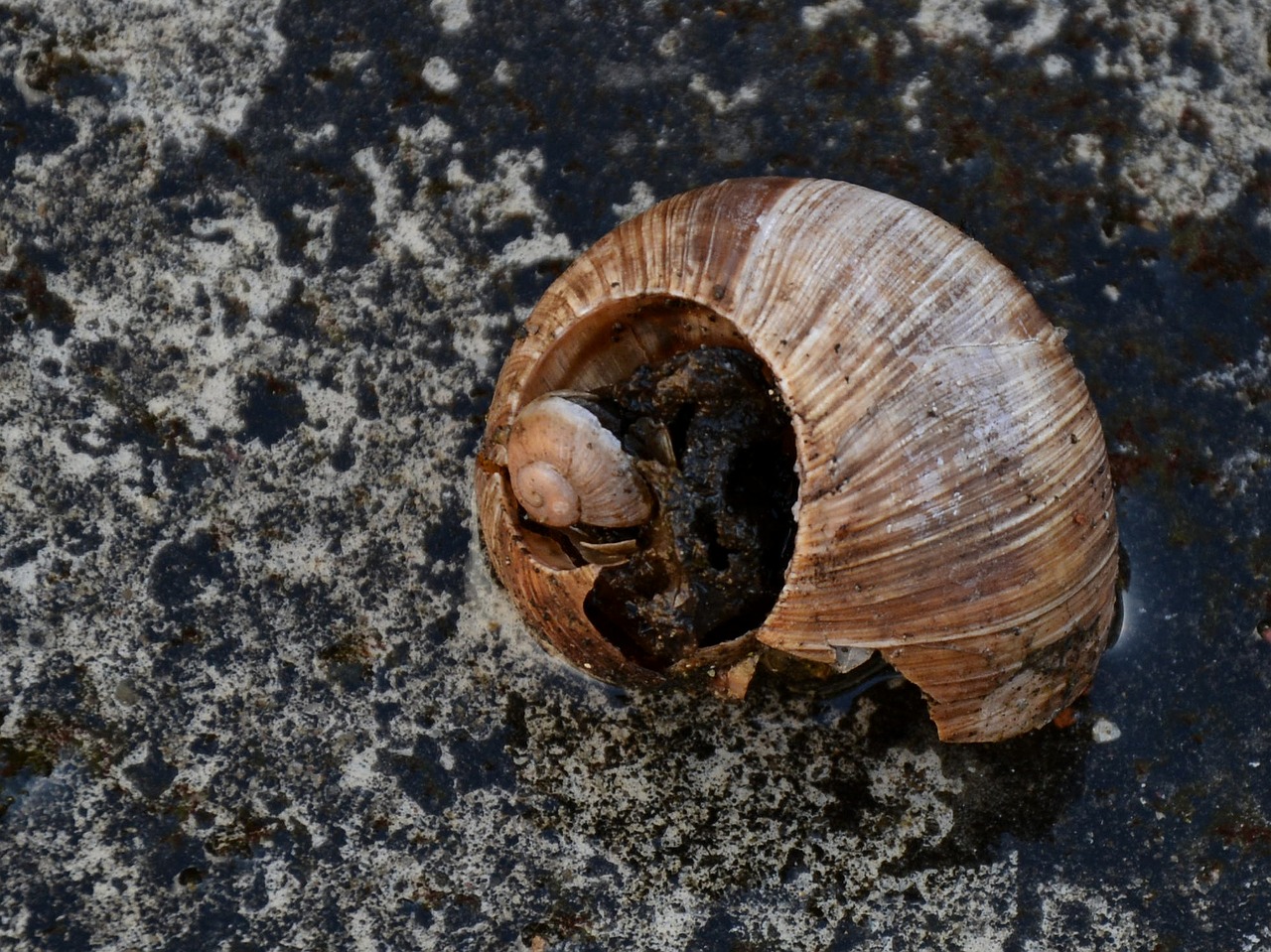 Image - shell old housing nature snail