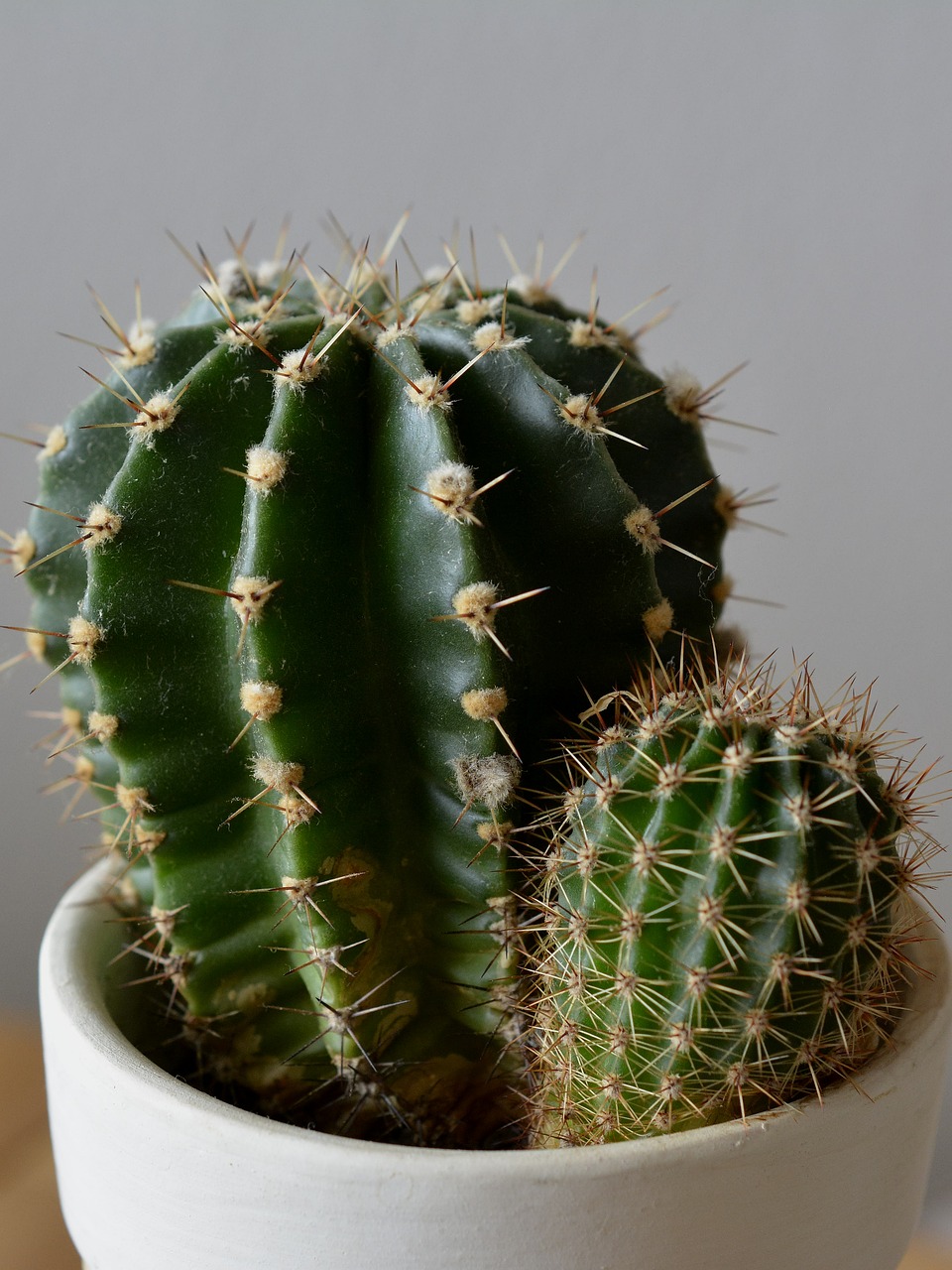 Image - cactus plant potted plant spur