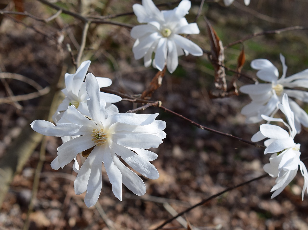 Image - star magnolia magnolia tree plant