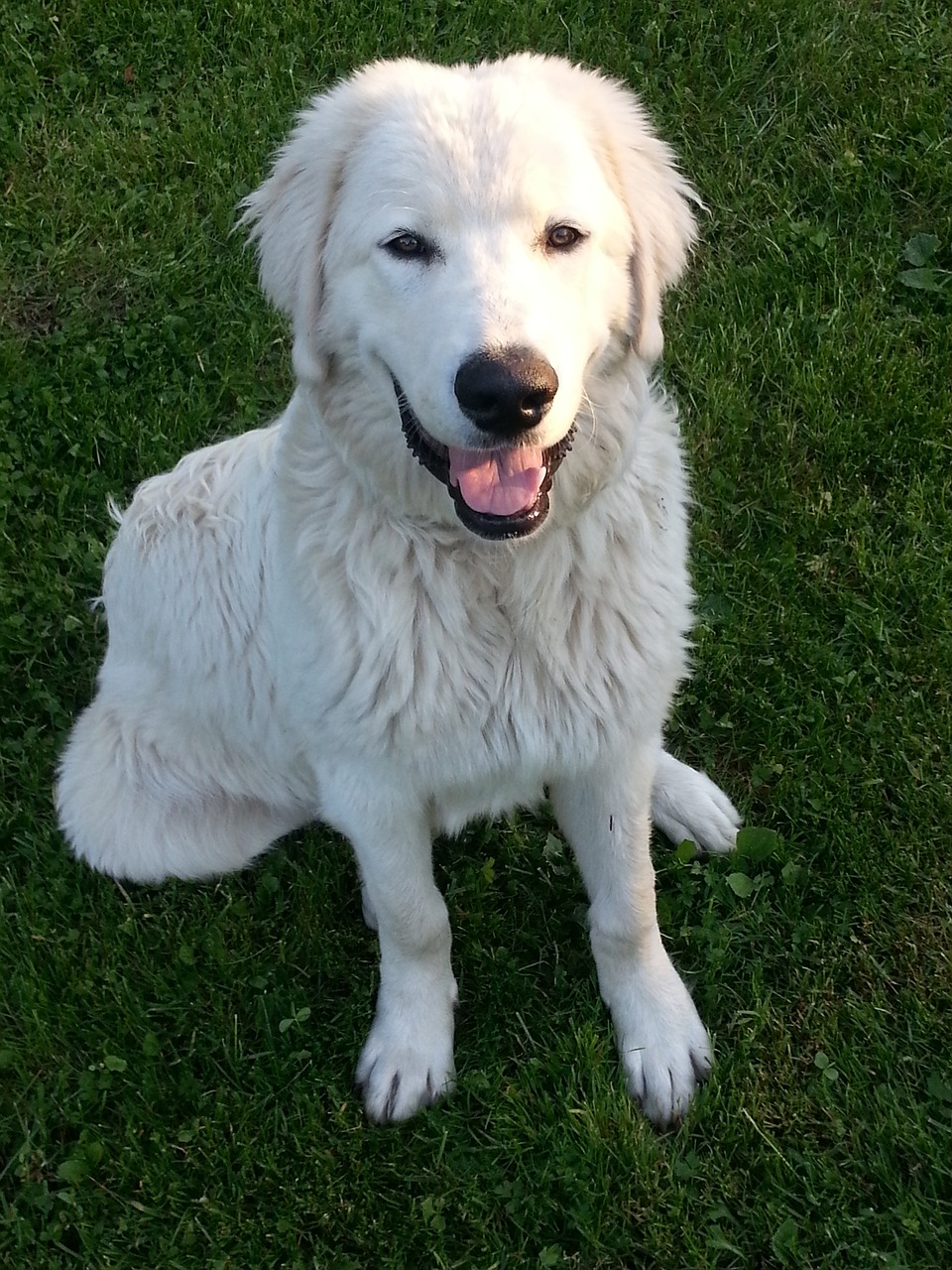 Image - dog white dog animal smile sit