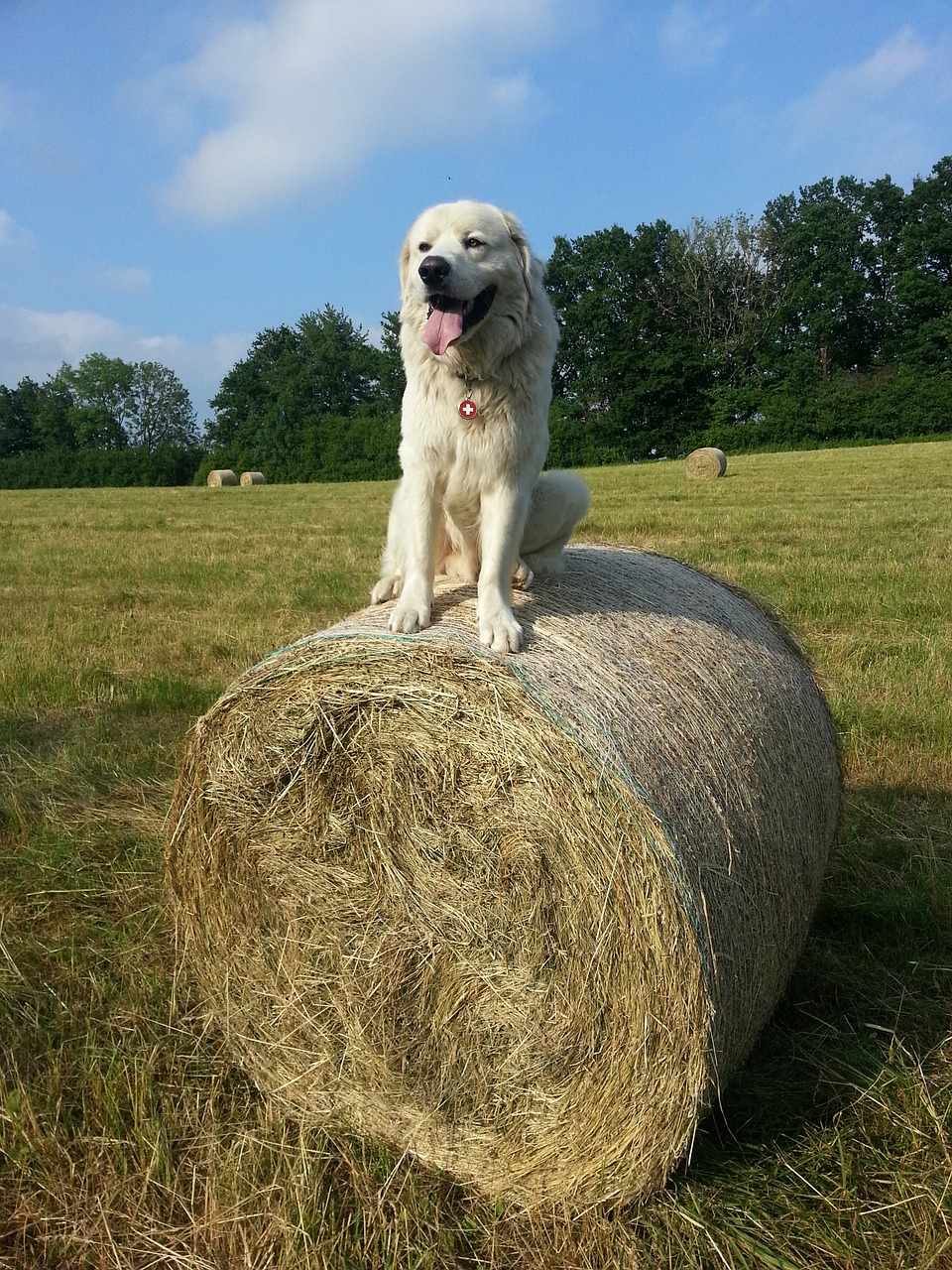 Image - dog white dog white sitting hay