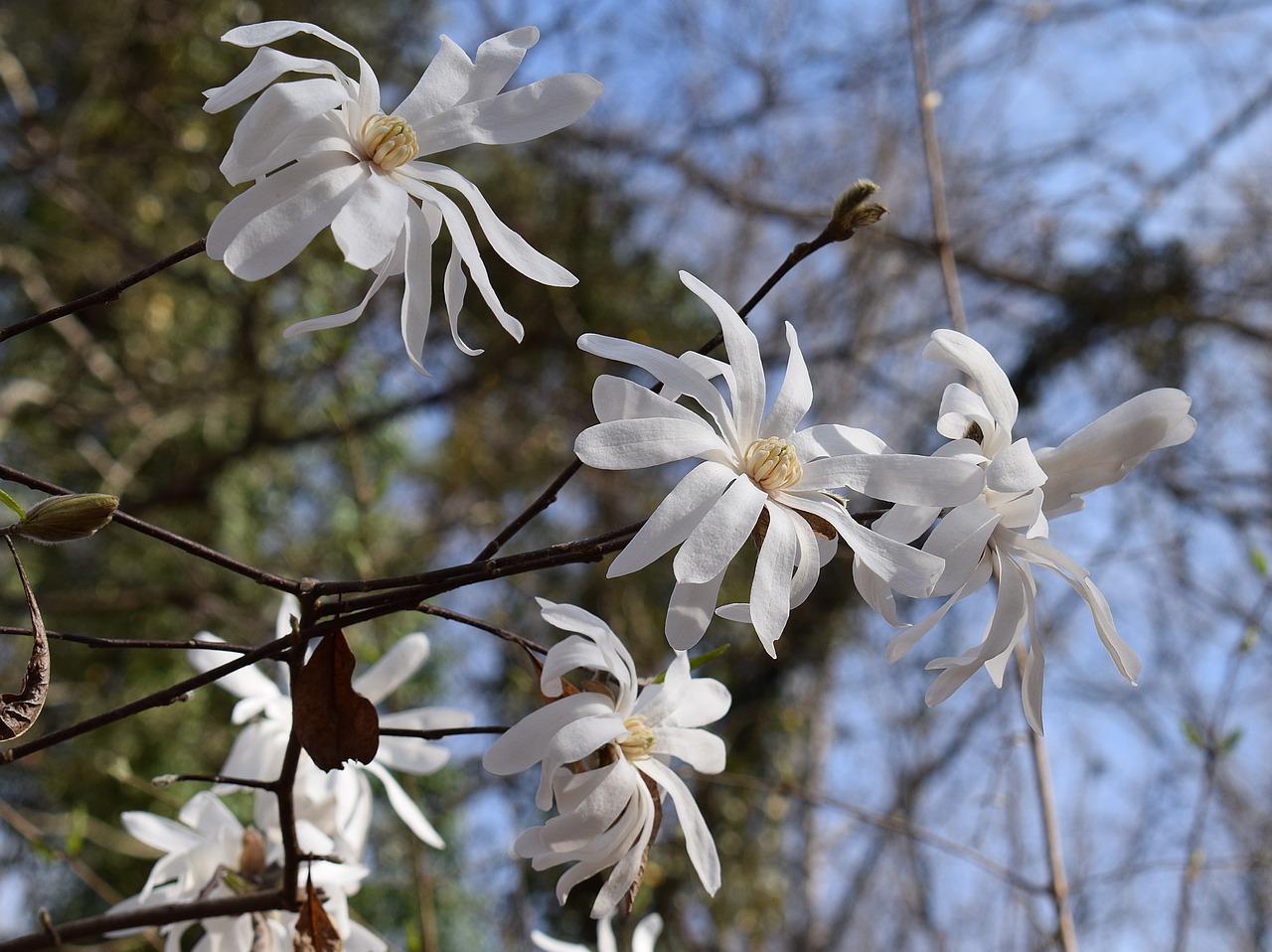 Image - star magnolia magnolia tree plant