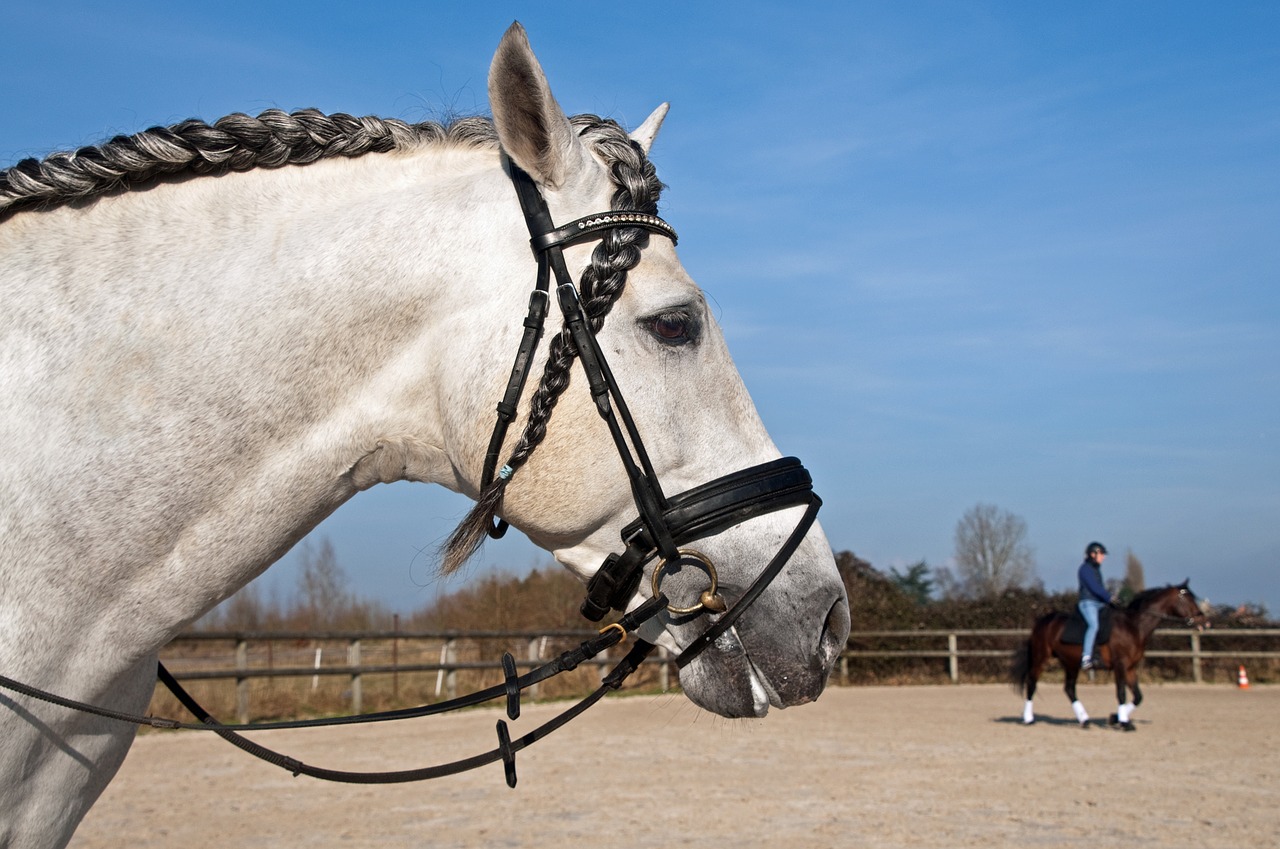 Image - horse head plait profile