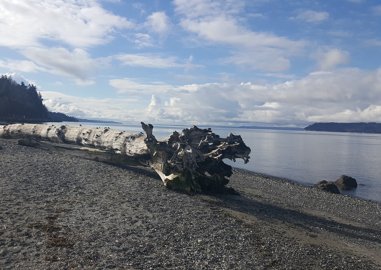 Image - driftwood beach nature water sand