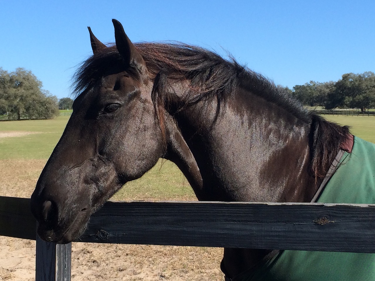 Image - horse ears eyes animal head