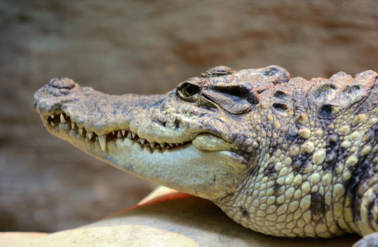 Image - crocodile head alligator mouth