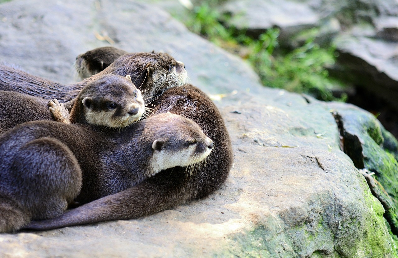 Image - otter small clawed oriental