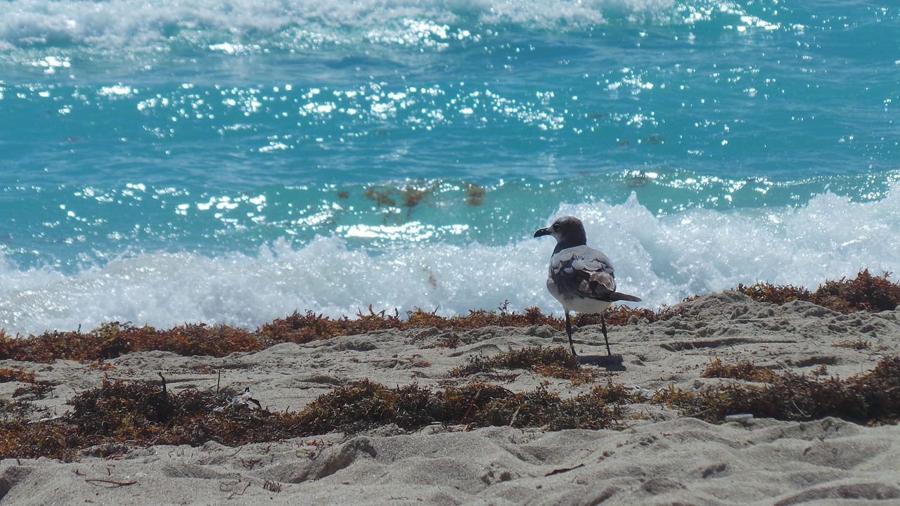 Image - seagull sea ave bird fly blue sea