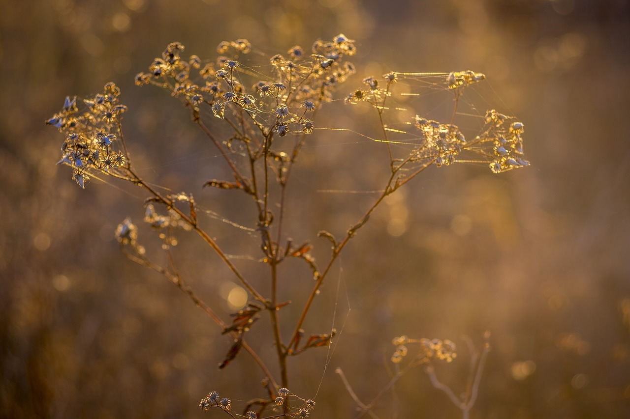 Image - indian summer spider web autumn