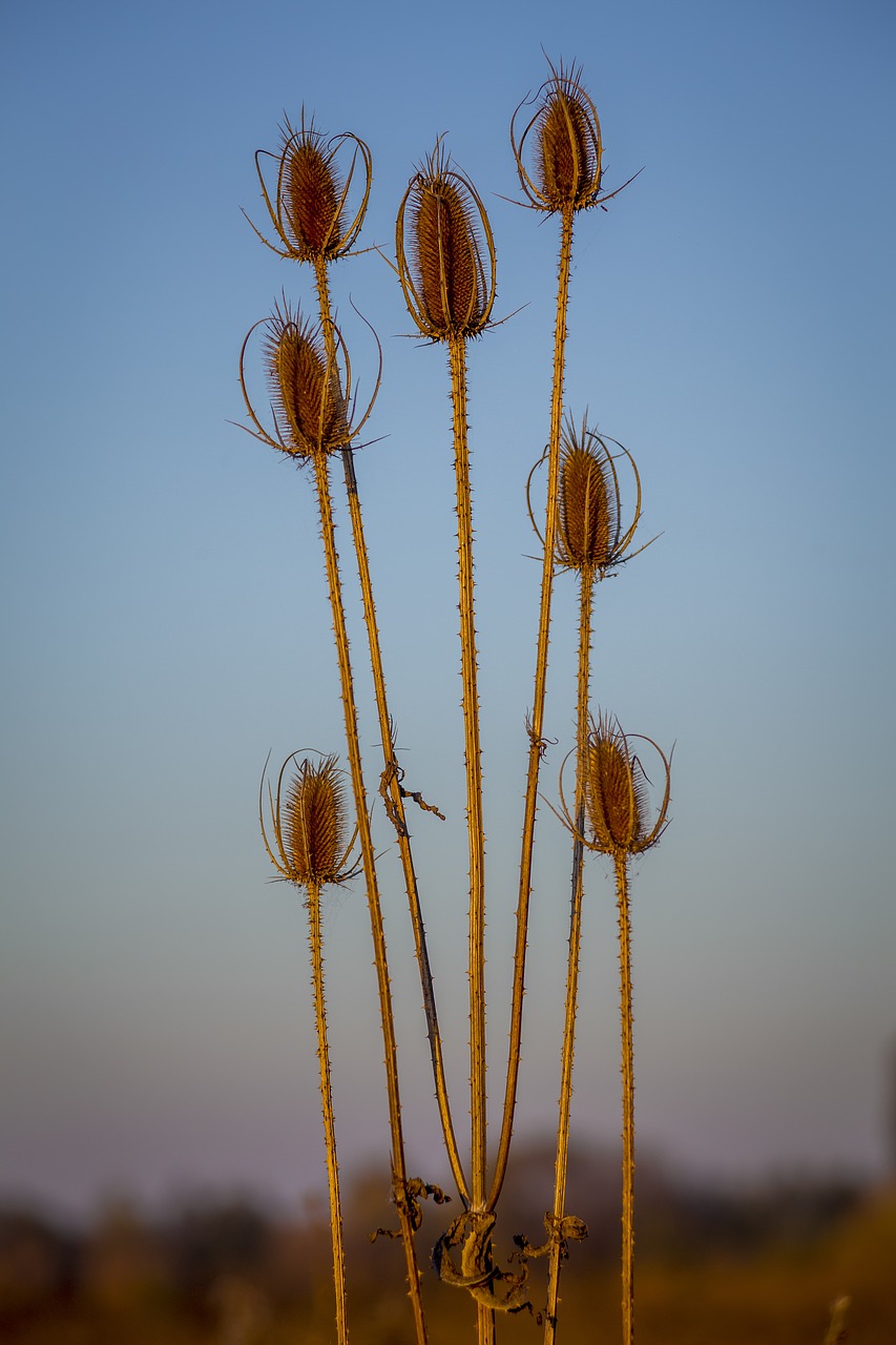 Image - indian summer autumn plant