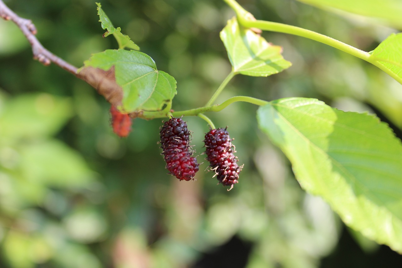 Image - mulberry flying